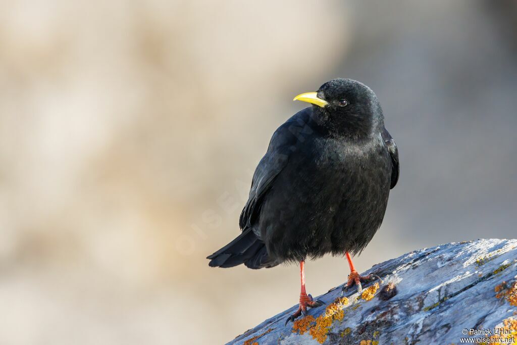 Alpine Chough