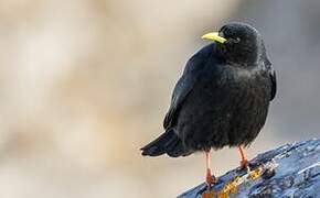 Alpine Chough