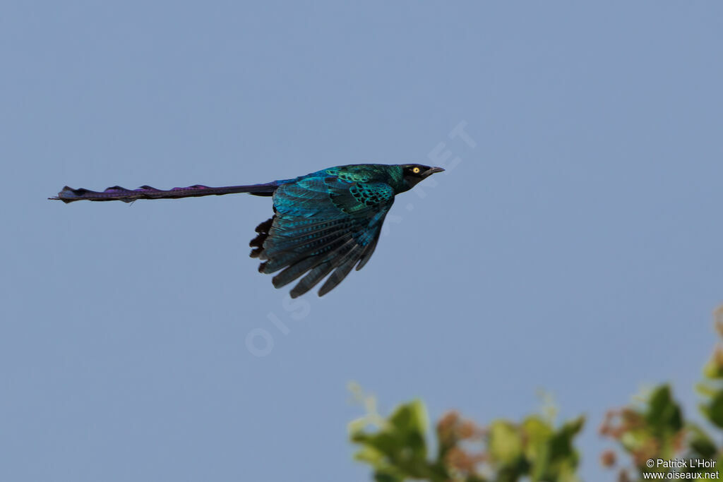 Long-tailed Glossy Starling