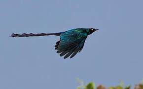 Long-tailed Glossy Starling