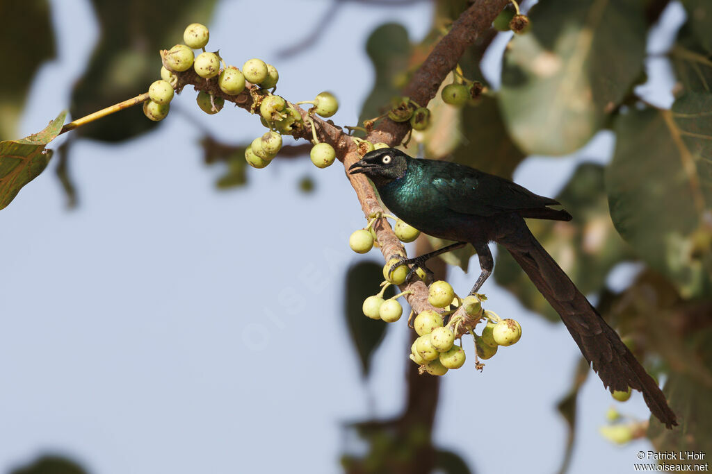 Long-tailed Glossy Starling