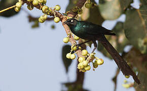 Long-tailed Glossy Starling