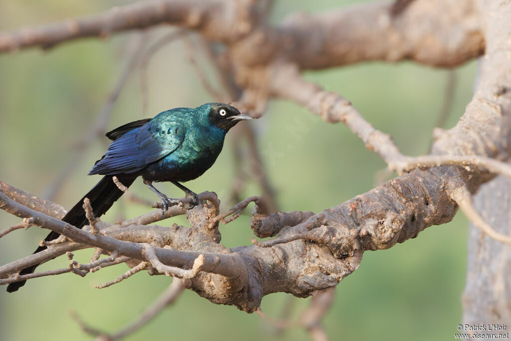 Long-tailed Glossy Starling