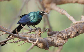 Long-tailed Glossy Starling