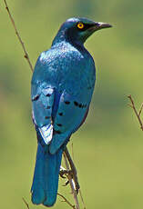 Choucador à oreillons bleus