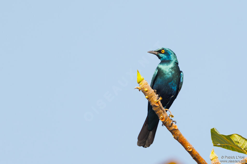 Greater Blue-eared Starling