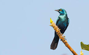 Greater Blue-eared Starling