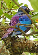 Bronze-tailed Starling