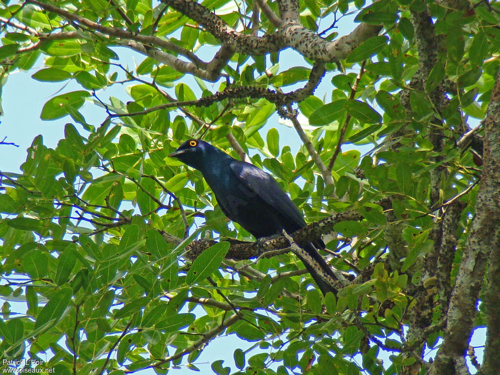 Black-bellied Starlingadult, habitat, pigmentation