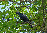 Choucador à ventre noir