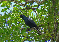 Black-bellied Starling