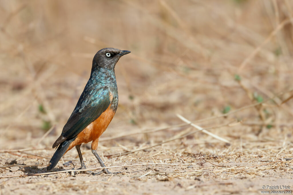 Chestnut-bellied Starling