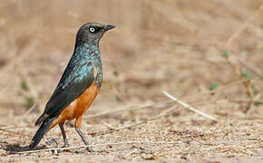 Chestnut-bellied Starling