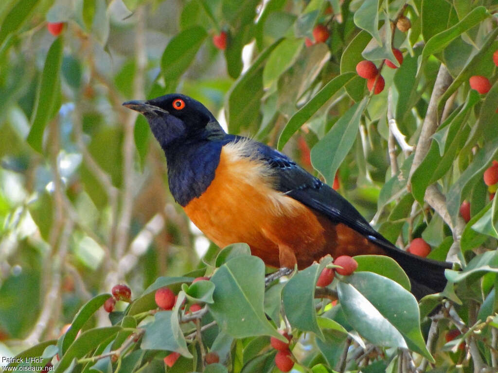 Hildebrandt's Starling, feeding habits