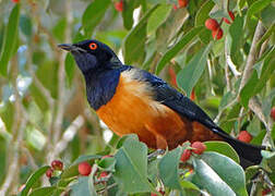 Hildebrandt's Starling