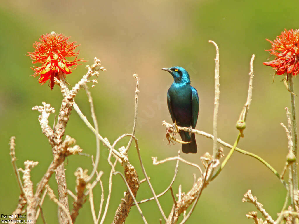 Lesser Blue-eared Starlingadult, pigmentation