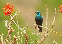 Lesser Blue-eared Starling