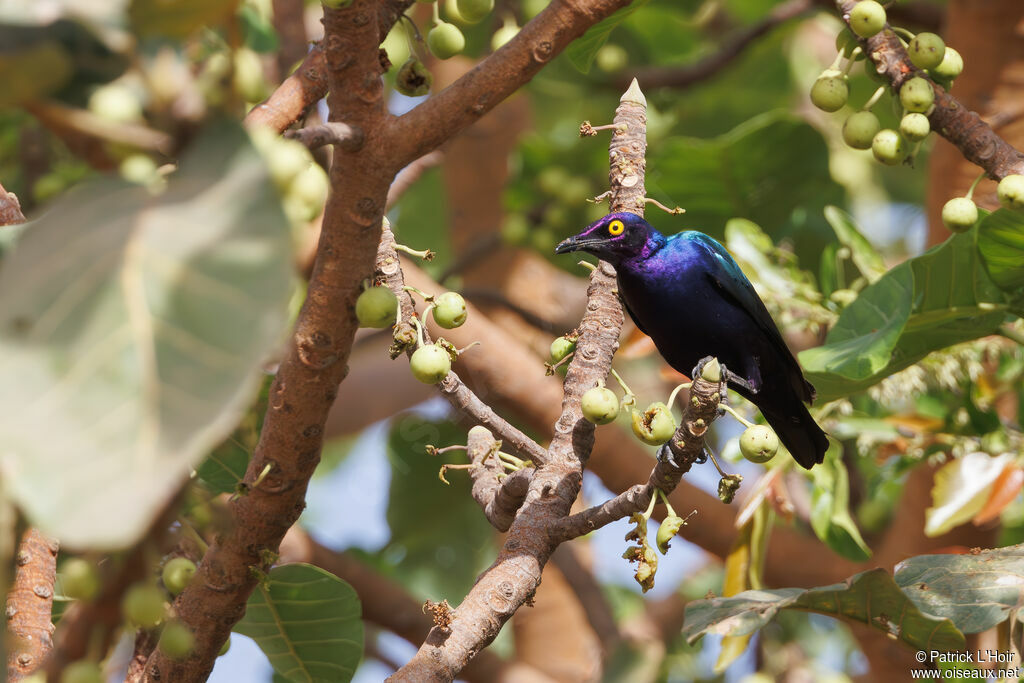 Purple Starling