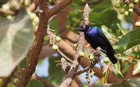 Purple Starling