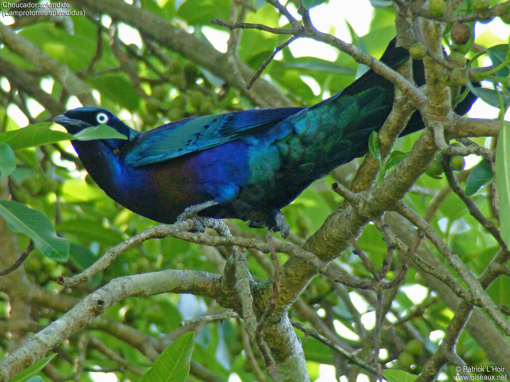 Splendid Starling