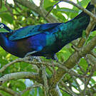 Choucador splendide