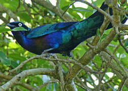 Splendid Starling