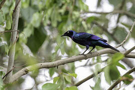 Splendid Starling