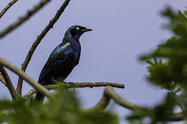 Splendid Starling