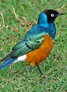 Superb Starling