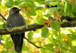 Western Jackdaw