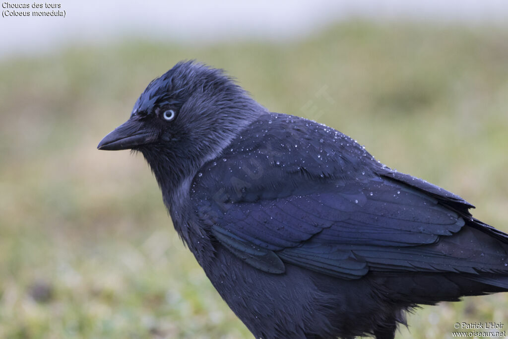 Western Jackdaw