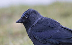 Western Jackdaw