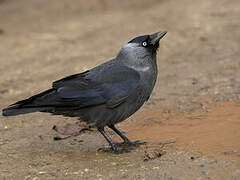 Western Jackdaw