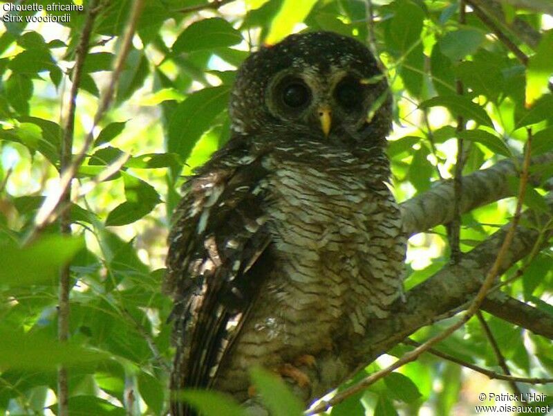 African Wood Owladult, identification