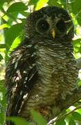 African Wood Owl