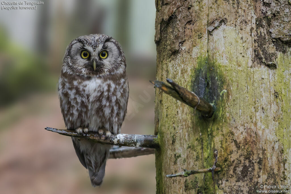 Chouette de Tengmalmadulte, identification