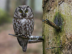 Boreal Owl