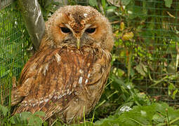 Tawny Owl