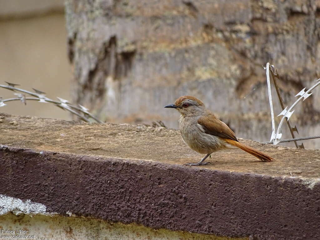 Rufous-tailed Palm Thrushadult, identification