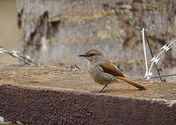 Rufous-tailed Palm Thrush