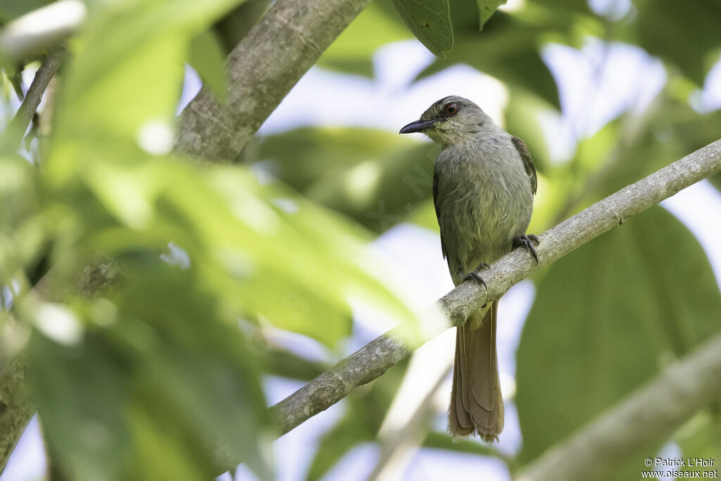 Rufous-tailed Palm Thrushadult