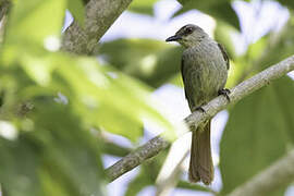 Rufous-tailed Palm Thrush