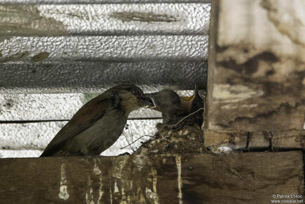 Rufous-tailed Palm Thrush, eats, Reproduction-nesting