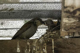 Rufous-tailed Palm Thrush