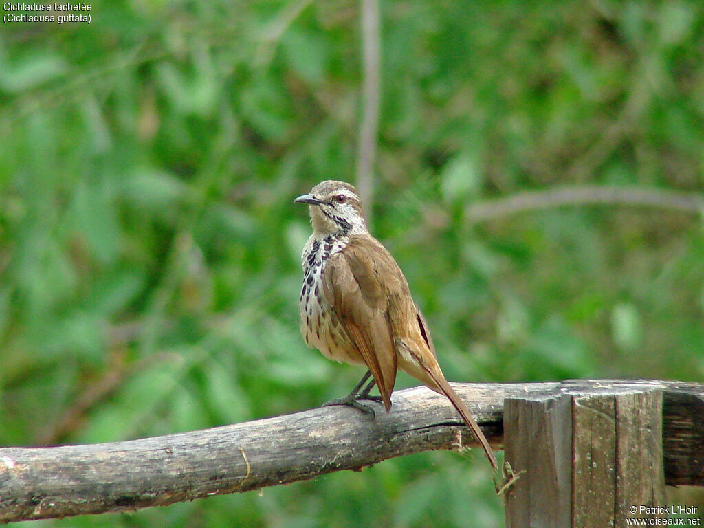 Spotted Palm Thrush