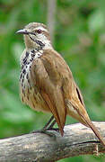 Spotted Palm Thrush