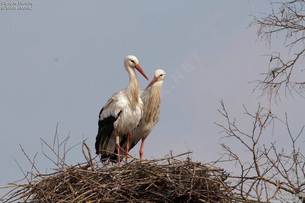 White Stork 