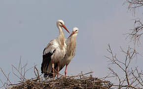 Cigogne blanche