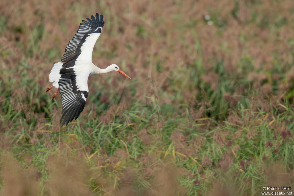 Cigogne blanche