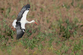 Cigogne blanche